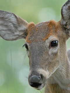 Hot Topic: New Light on Button Buck Harvest