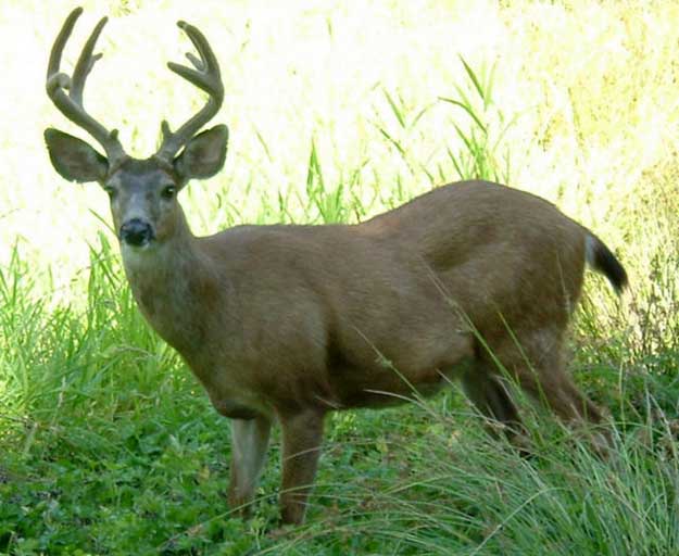 Elk, Blacktail, Hybrid and Mule Deer Hunting in August