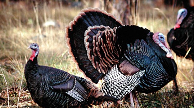 Solving Tough Turkey Taking Problems