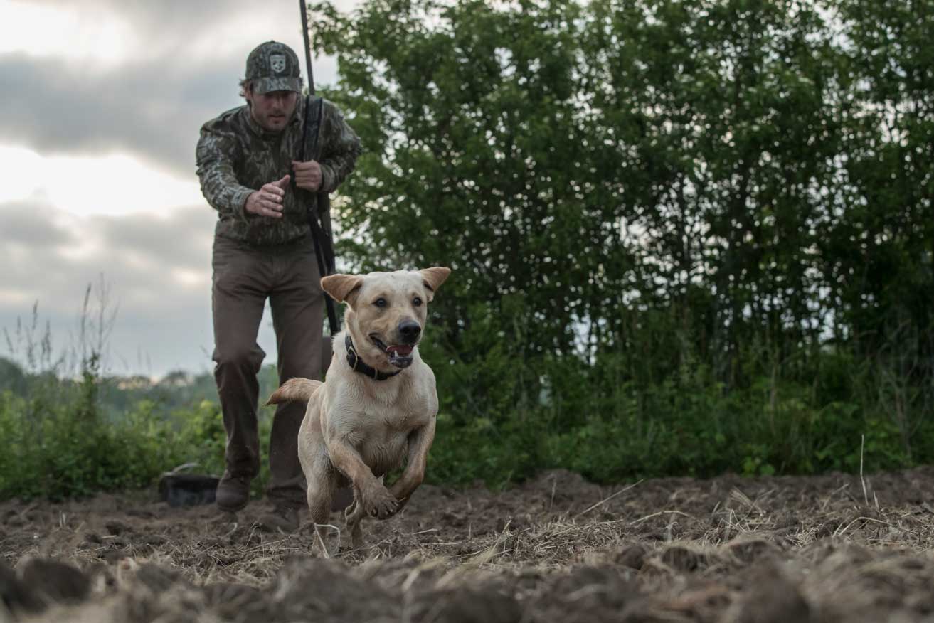 https://www.mossyoak.com/sites/default/files/dove-retrieve.jpg