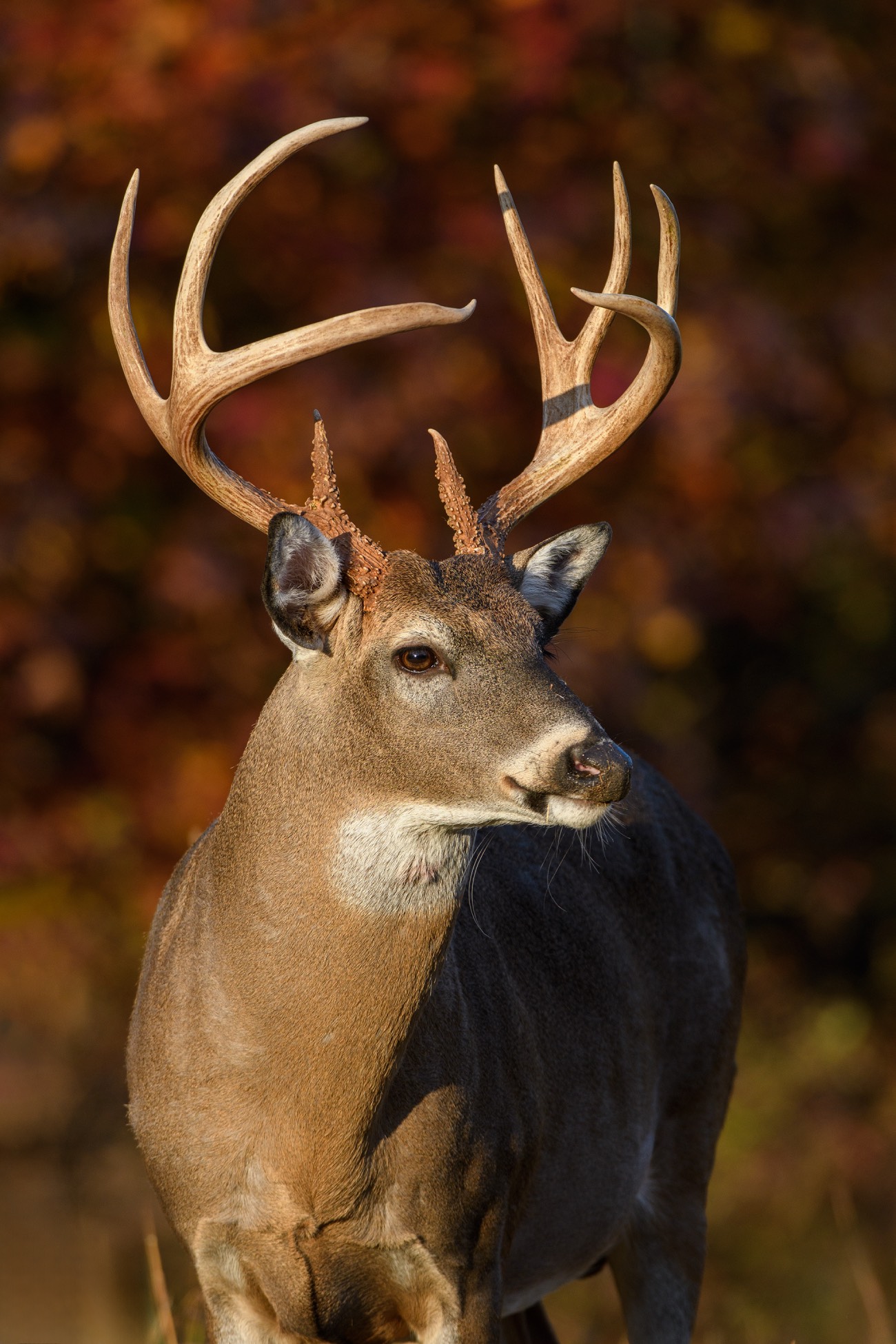 whitetail buck