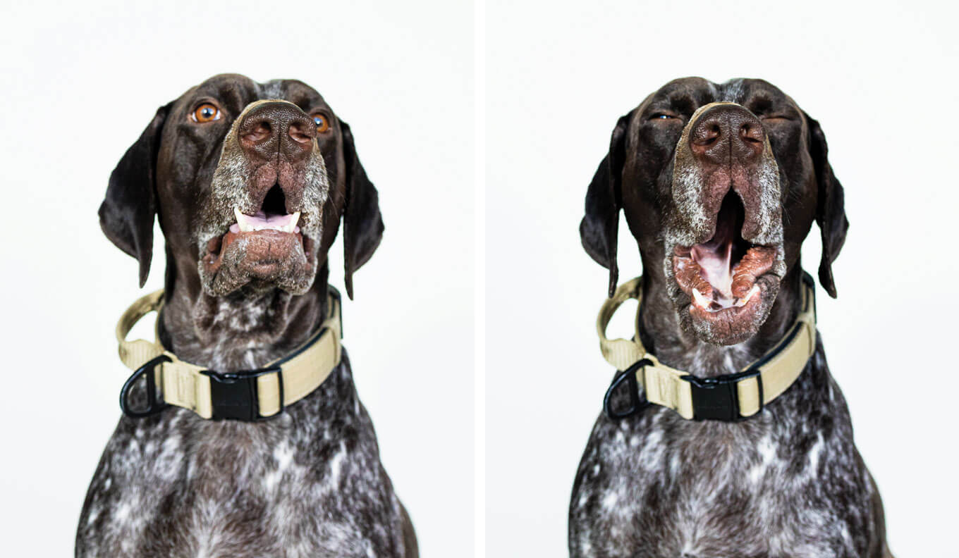 Asher 'Fat Boy' Roberts | 4.5 year old German Shorthaired Pointer