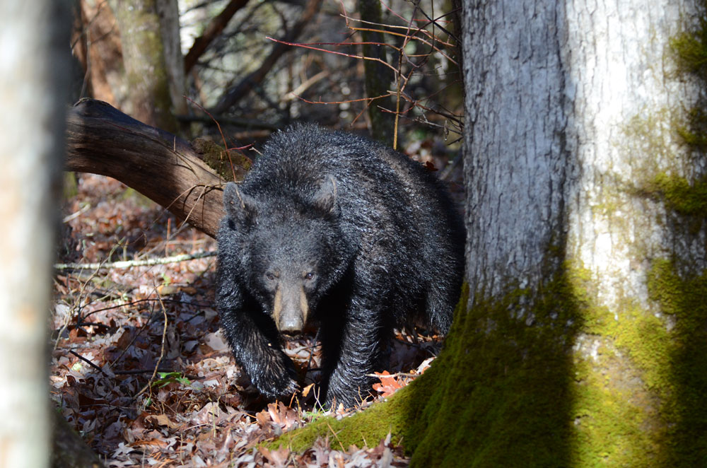 black bear