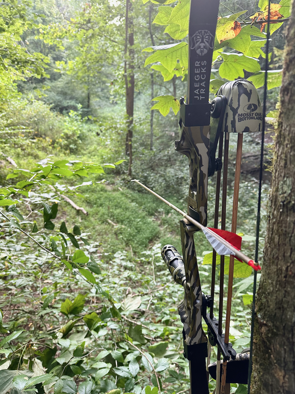 bottomland recurve