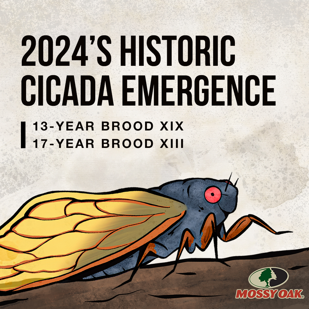 Cicada Cycles and the Historic 2024 Broods XIX and XIII Emergence ...