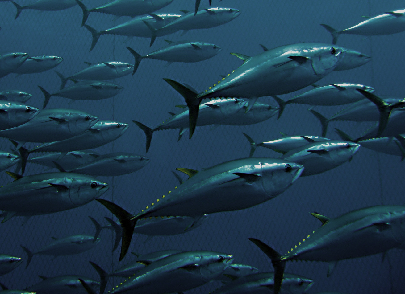 Tuna Attack T-Shirt Bluefin Tuna Yellowfin Tuna Fishing Graphic