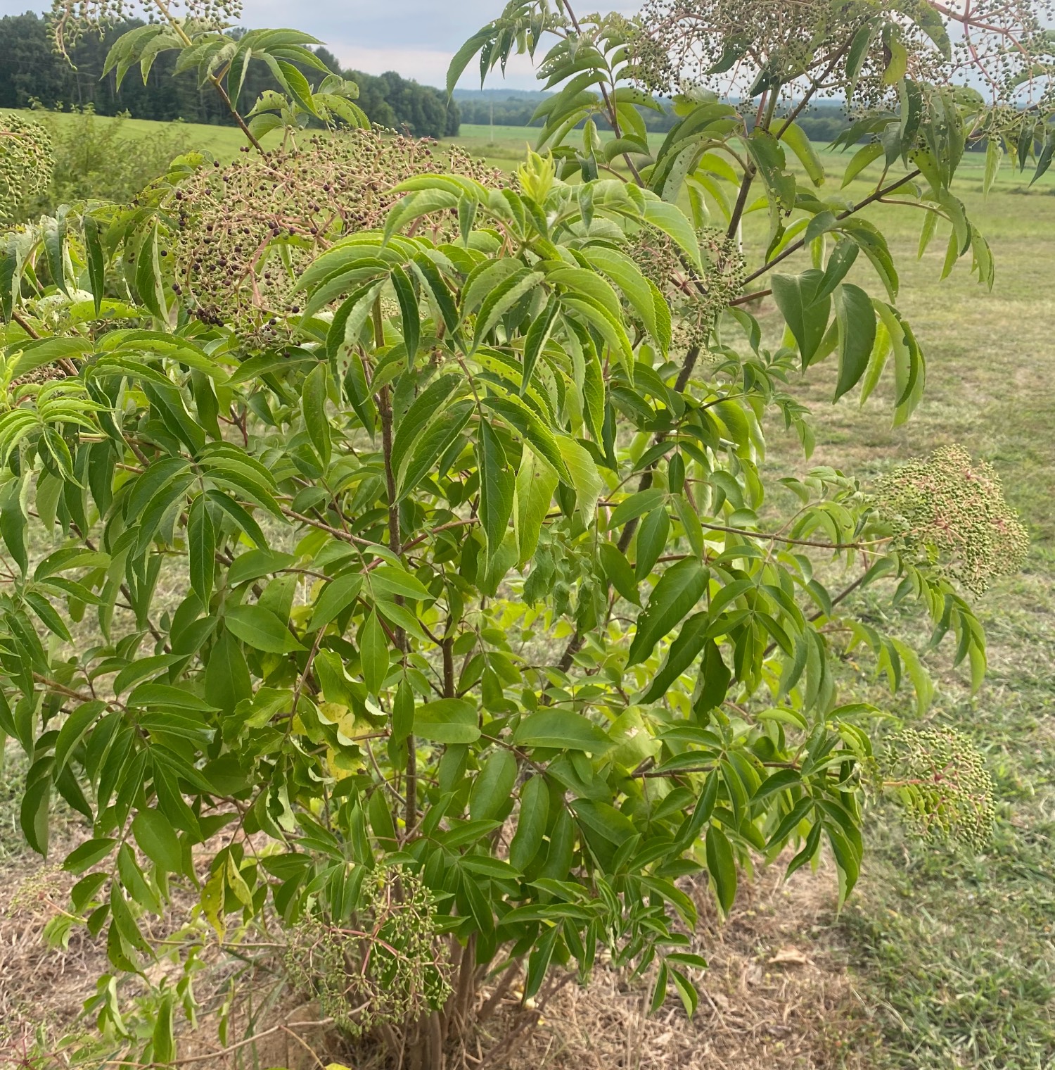 elderberry