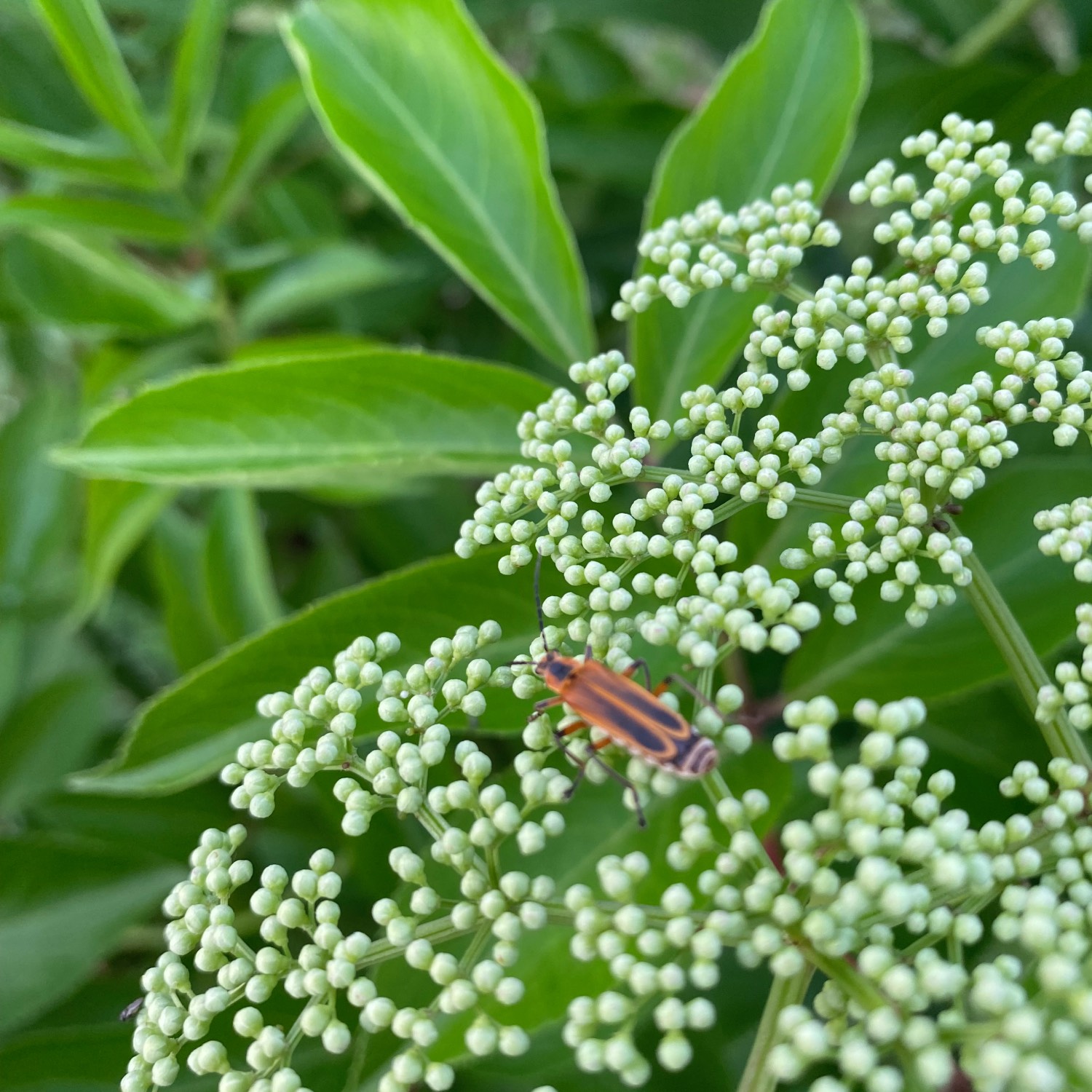 elderberry