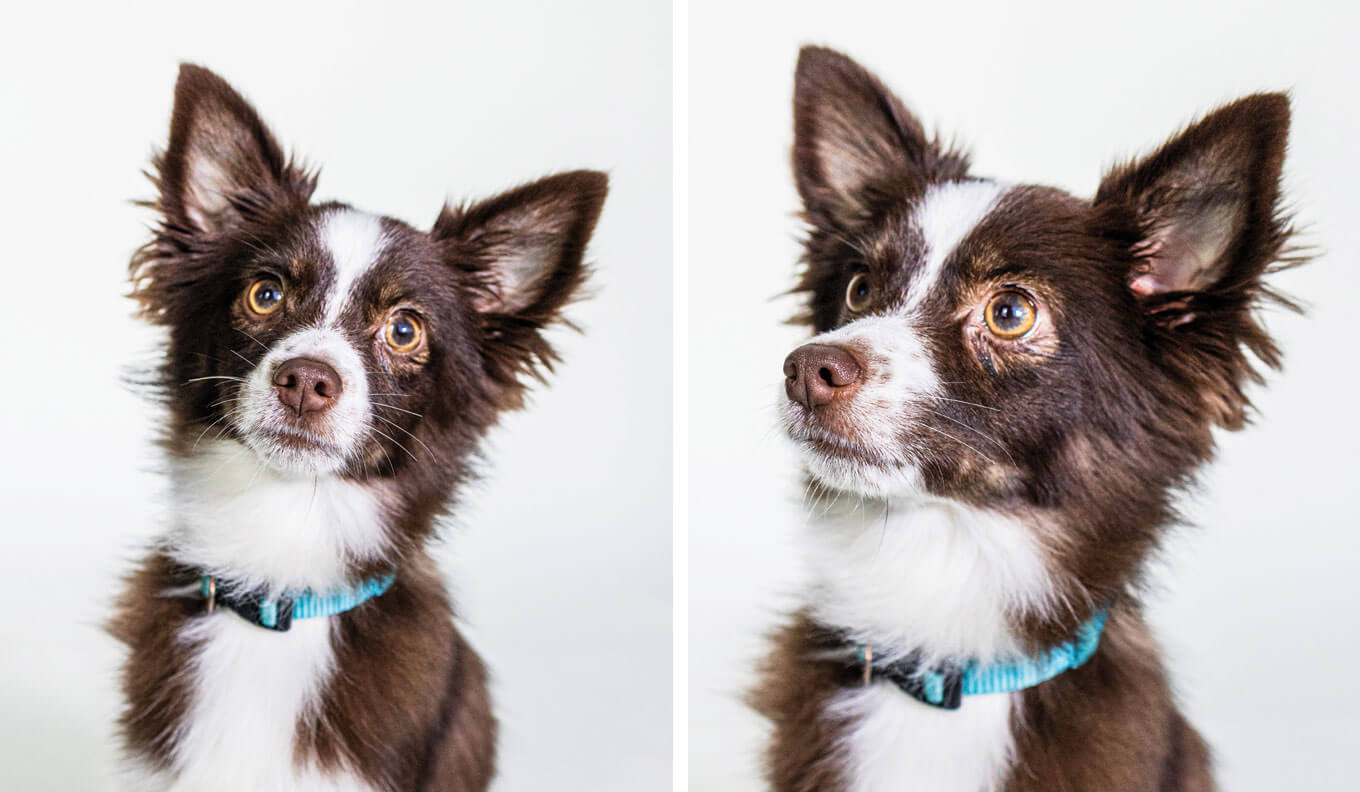 Ellie Moore | 11 month old Toy Australian Shepherd