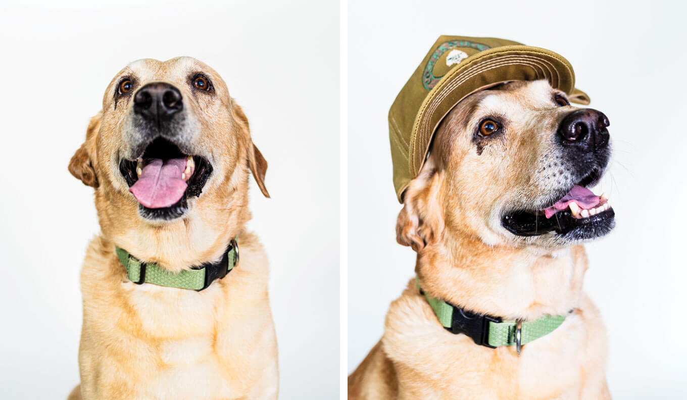 Fitz Haas | __ year old English Lab (Mossy Oak Gamekeeper Kennels)