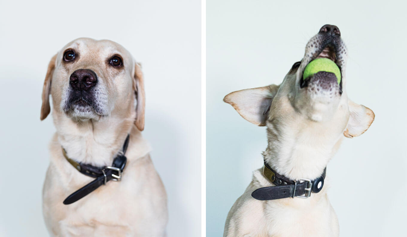 Gus Haas | 11 year old English Lab (Mossy Oak Gamekeeper Kennels)