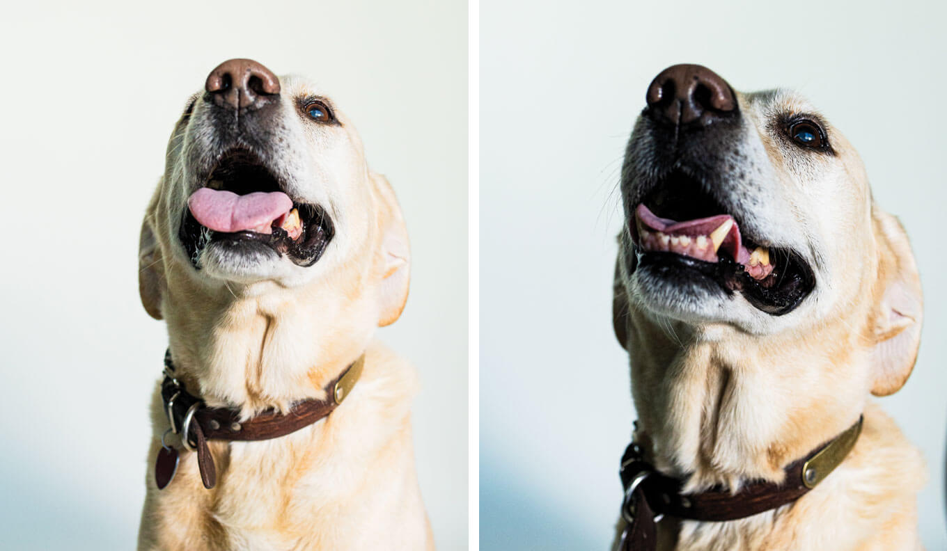 Mossy Oak Huckleberry 'Huck' | 7 year old English Lab (Mossy Oak Gamekeeper Kennels)