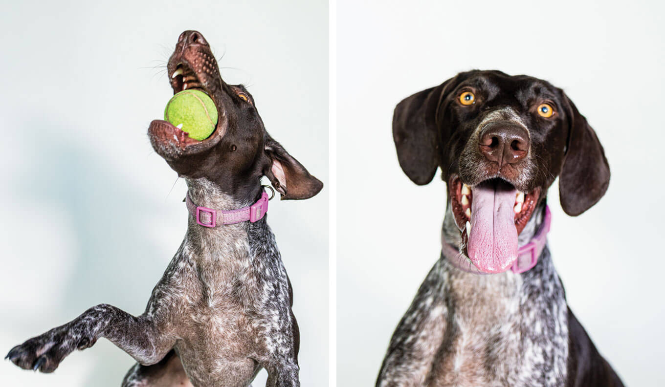 'Lady' Bird Perkins | 2 year old German Shorthair Pointer