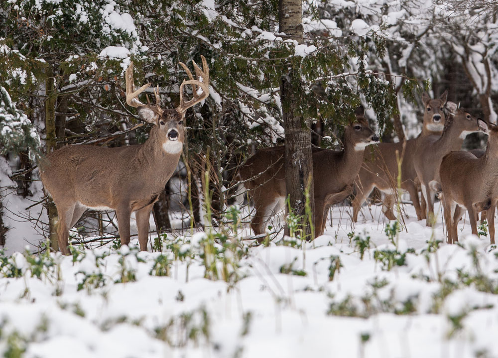 buck in snow