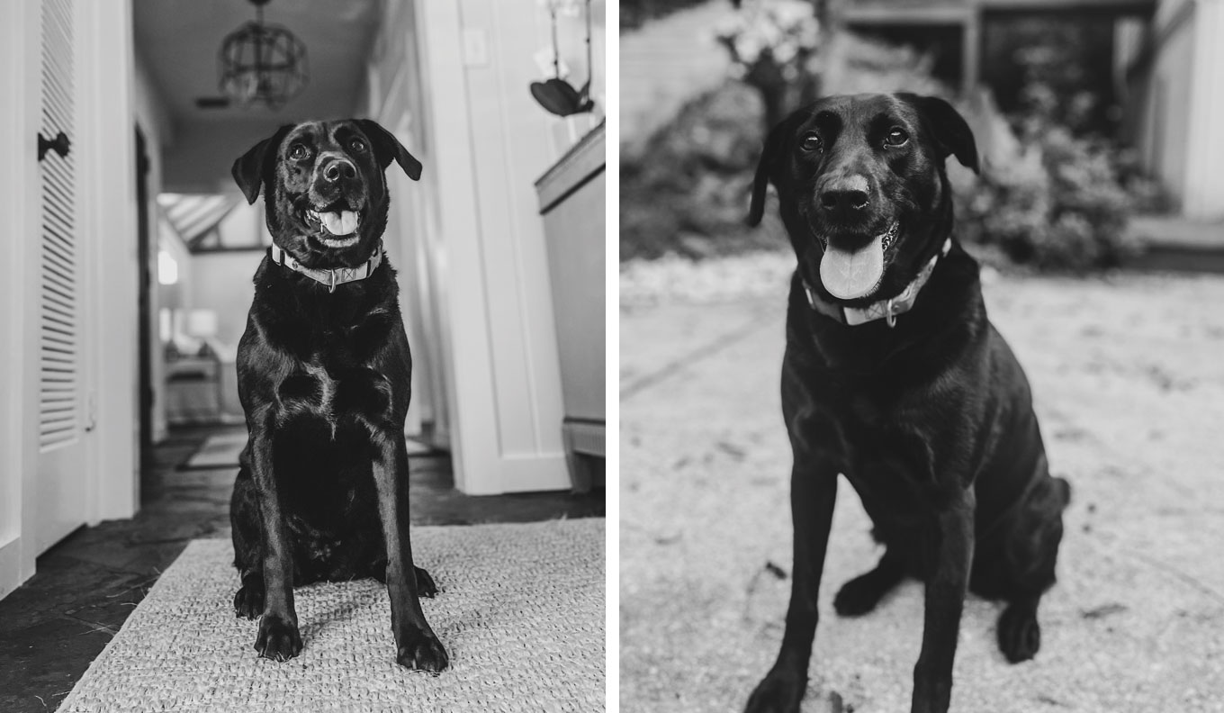 Milo Haas | __ year old English Lab (Mossy Oak Gamekeeper Kennels)