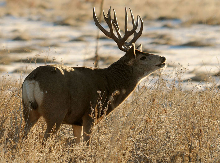 mule deer