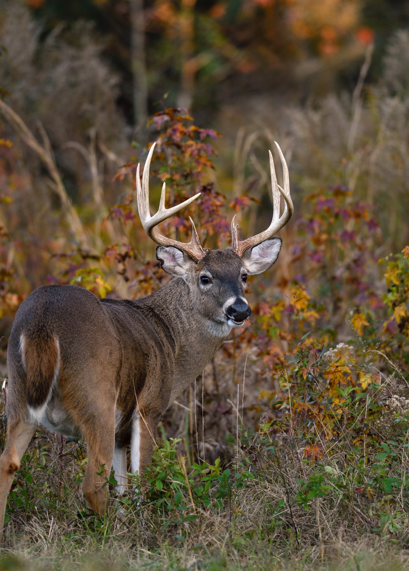 October whitetail