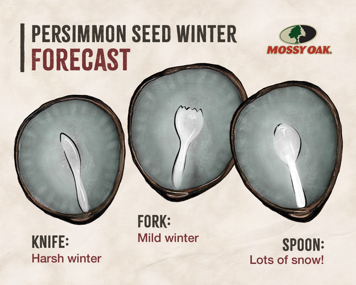 persimmon seed