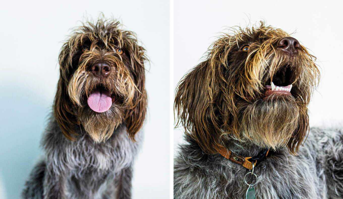 Ruby 'Roux' Raley | 16 month old Wirehair Griffon