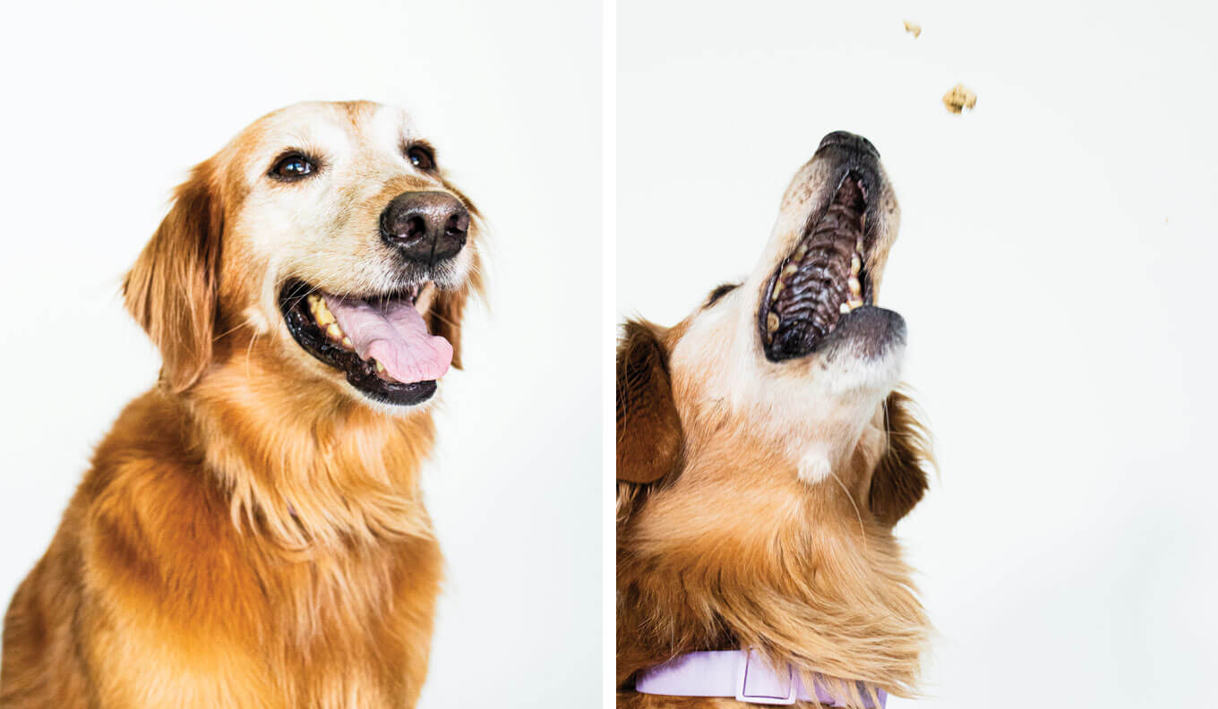 Roxy Donaldson-Gammill | __ year old Golden Retriever