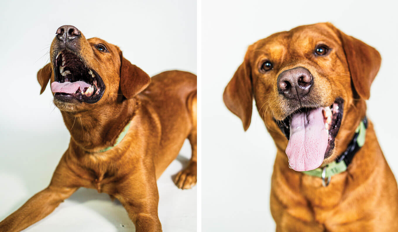 Sunny Haas | 3 year old English Lab (Mossy Oak Gamekeeper Kennels)