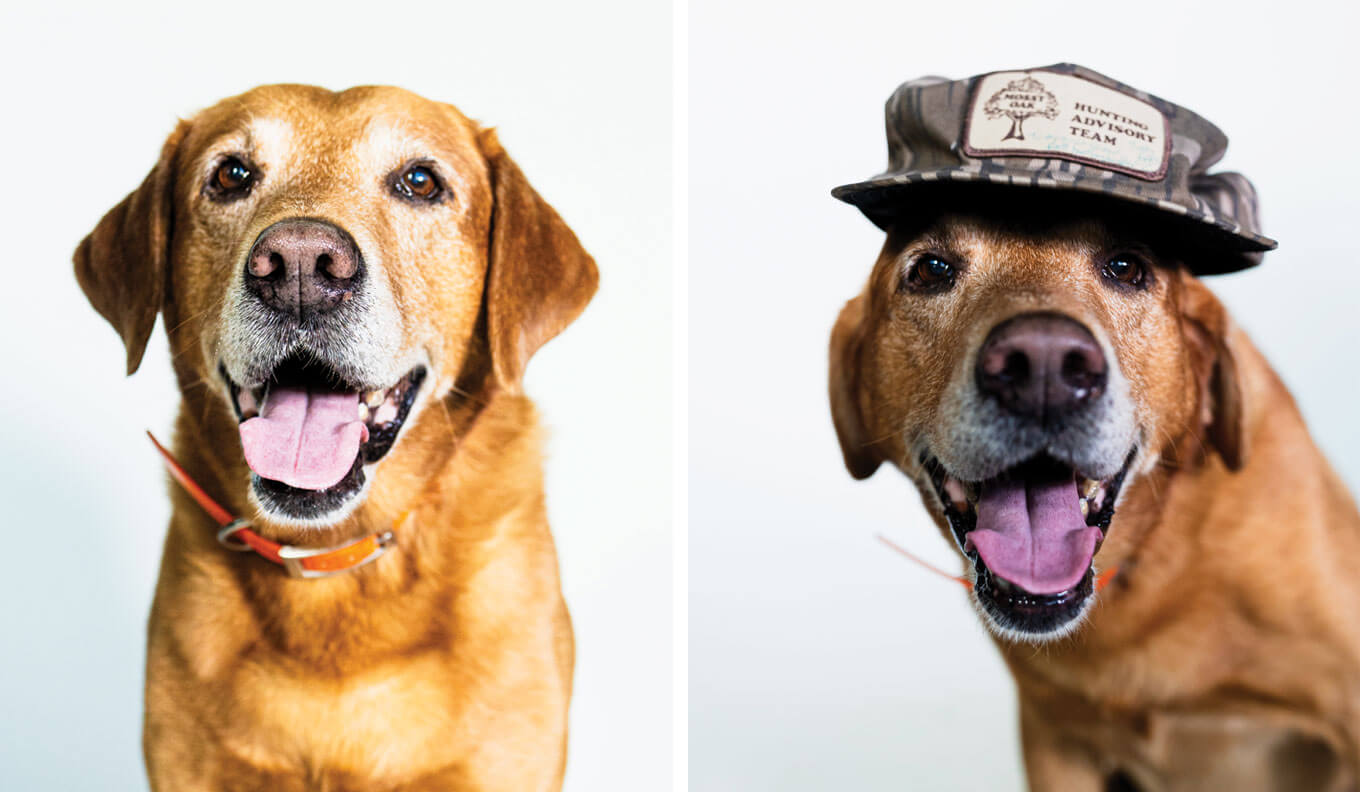 Timbo Haas | __ year old English Lab (Mossy Oak Gamekeeper Kennels)