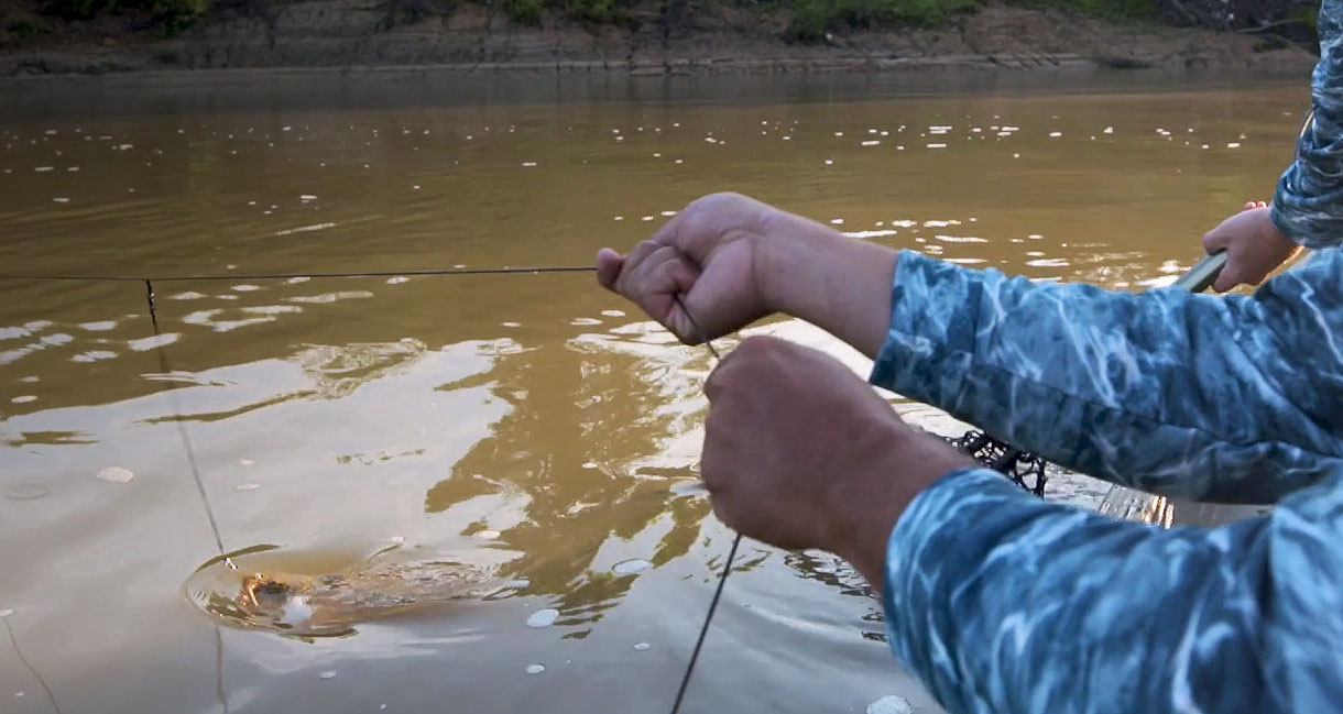 HOW to run a TROT LINE and catch clean and cook eel #trotline