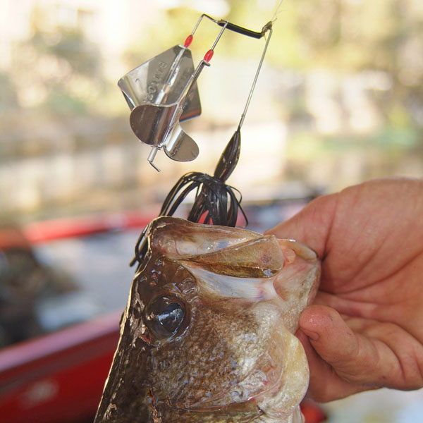 Fishing Buzz Baits for Big Bass