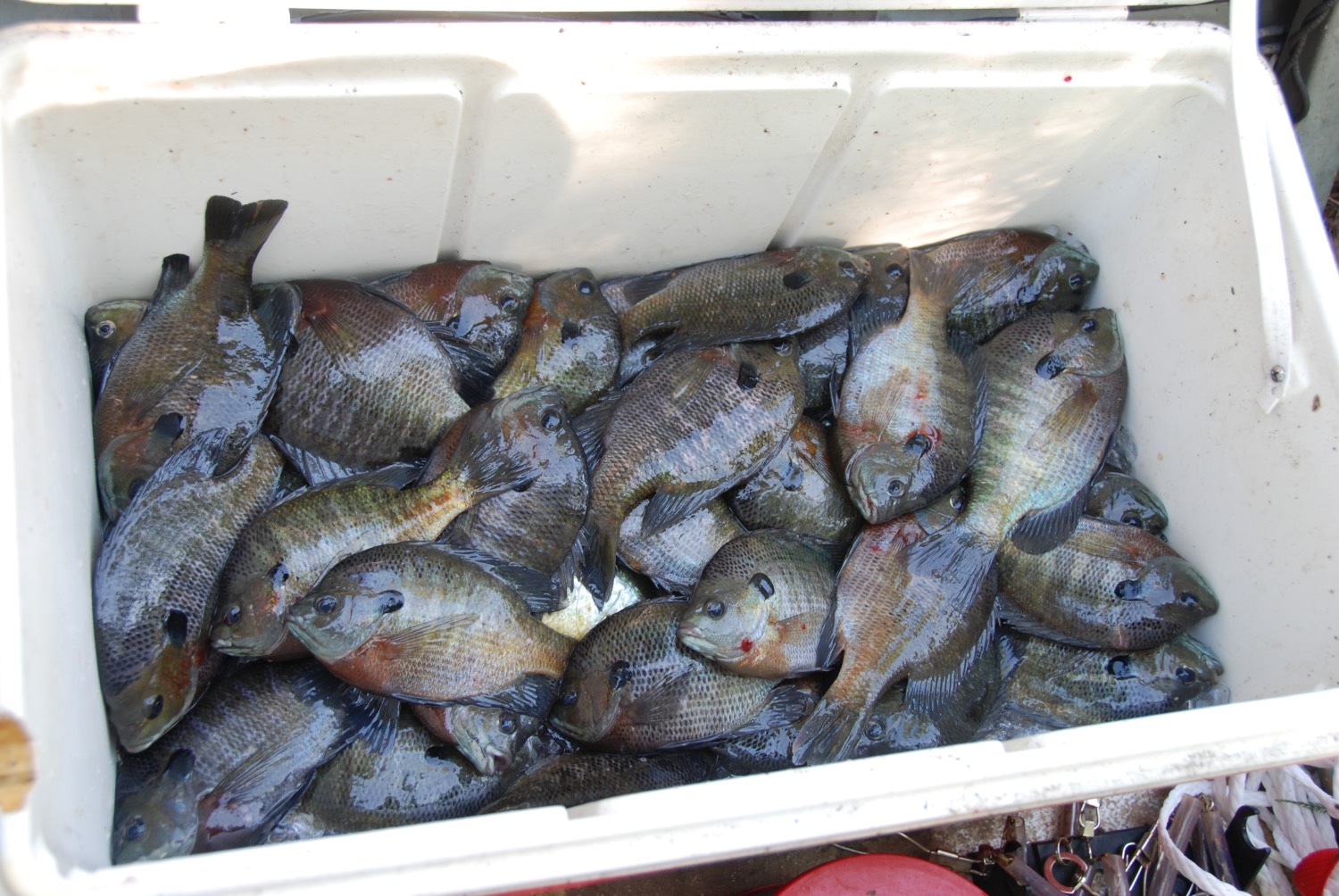 Steal my System for Catching Big Bluegills all Day - MidWest Outdoors