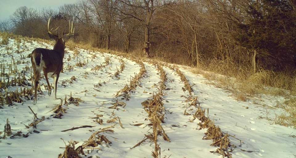 buck in snow