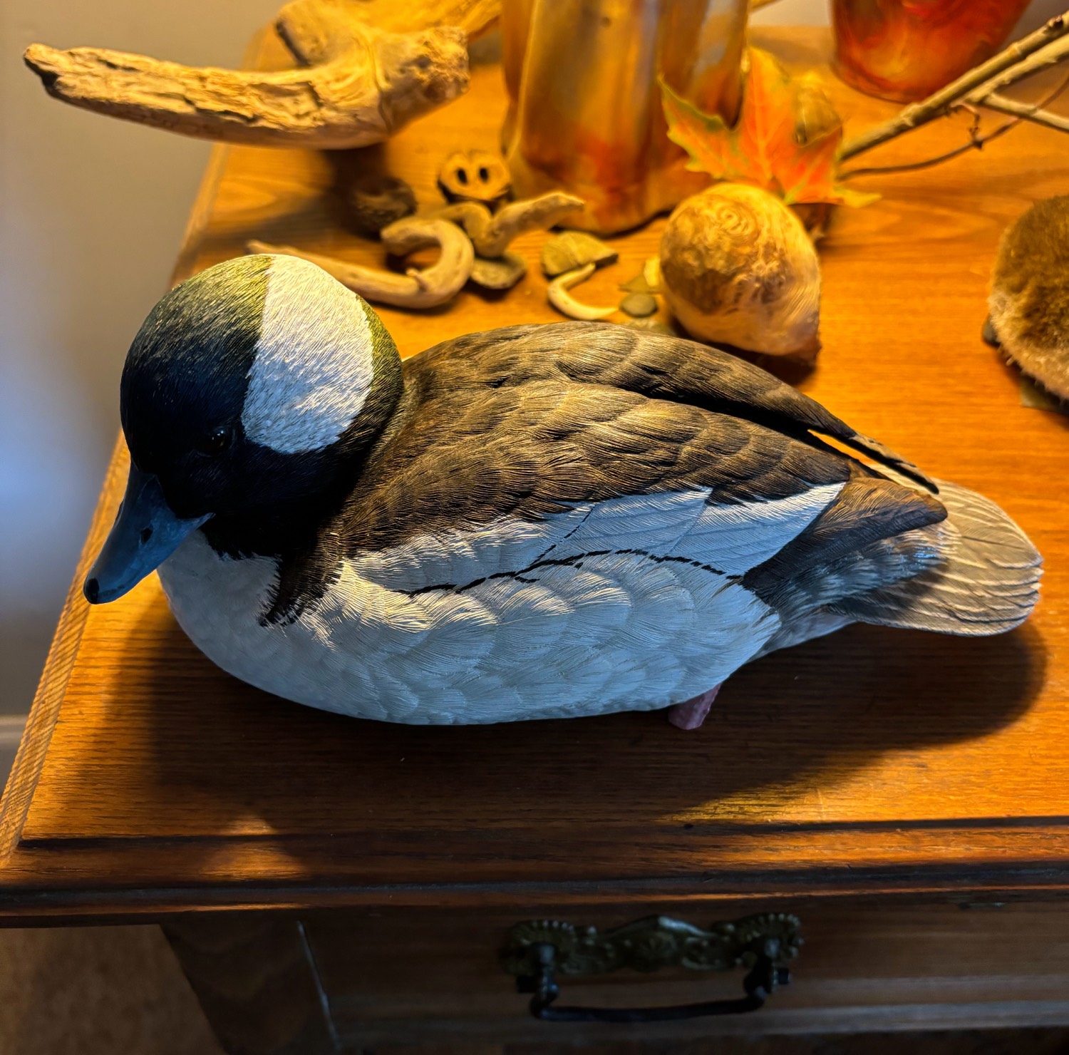 bufflehead drake