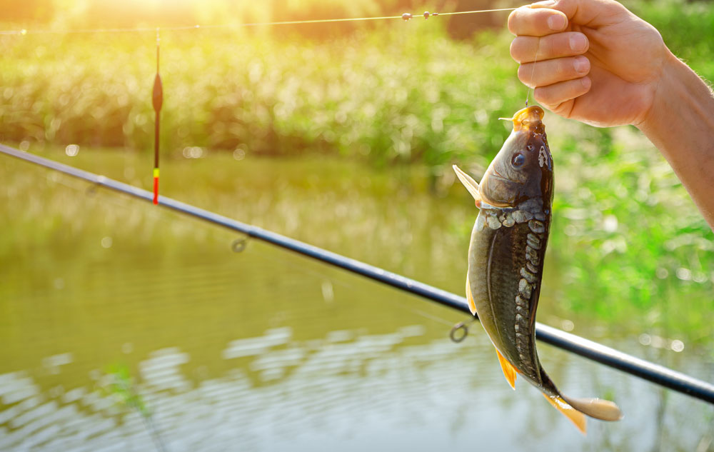 How To Set Up A Carp Fishing Rod (best way!) - Carp Fishing 