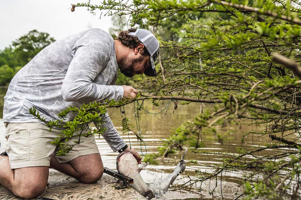 Setting limb lines for catfish. How I set up my lines and how we