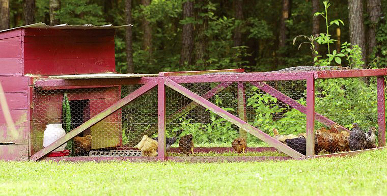 chicken coop