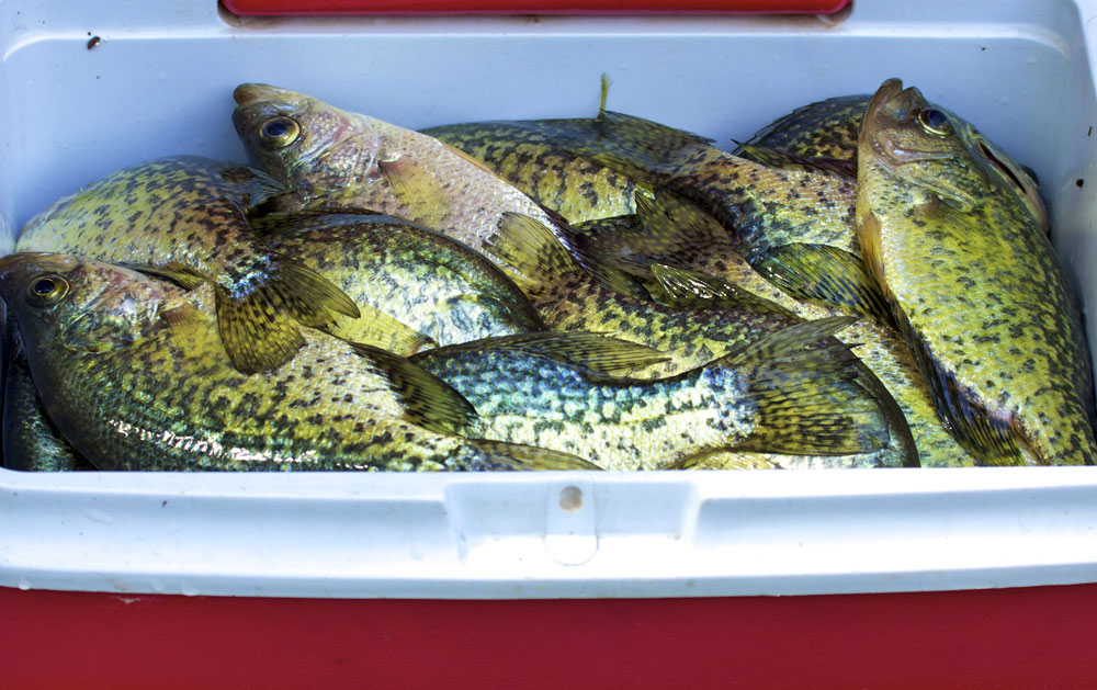 Classic Crappie Fishing Rig with Minnows