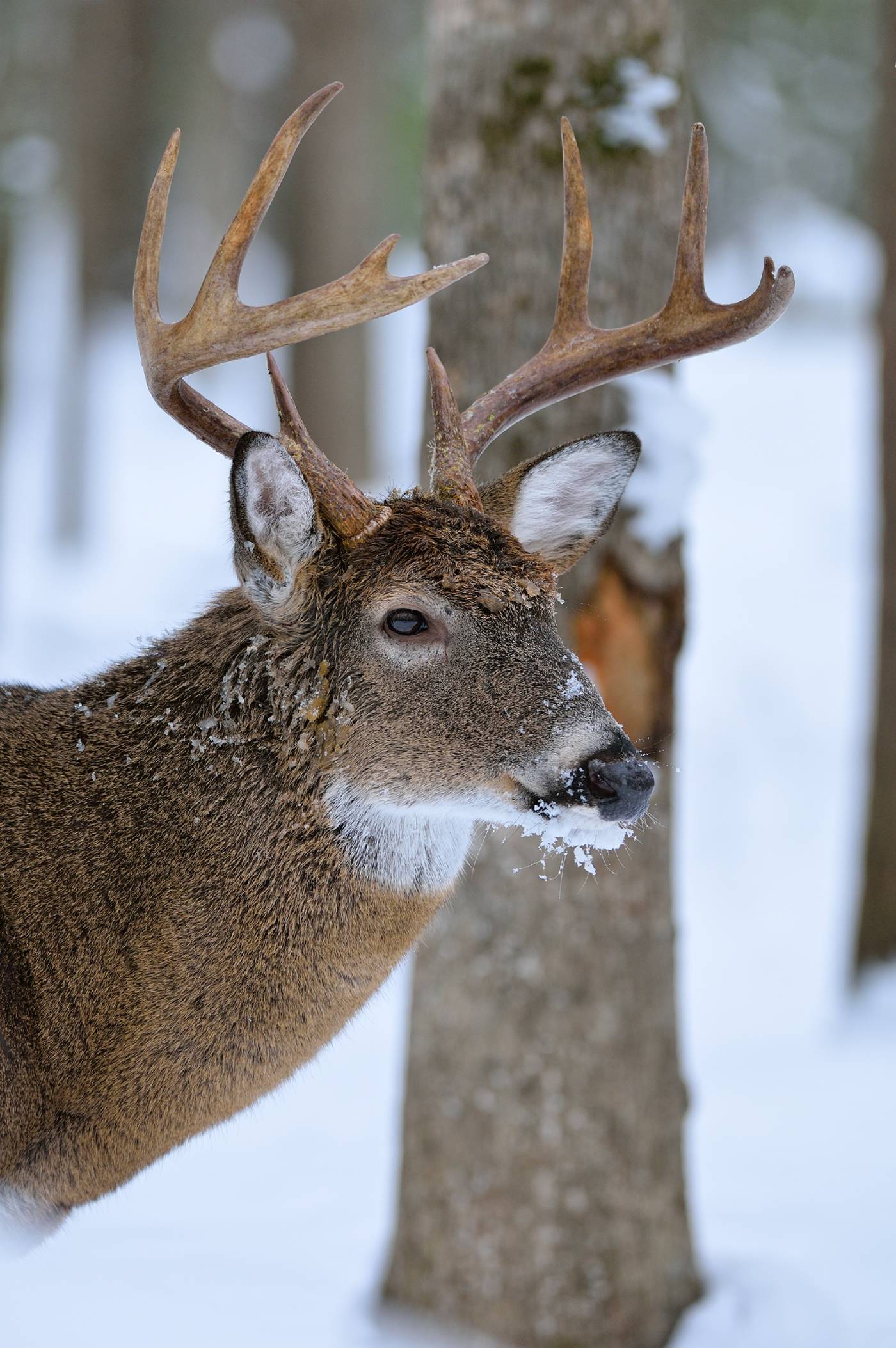 snowy deer