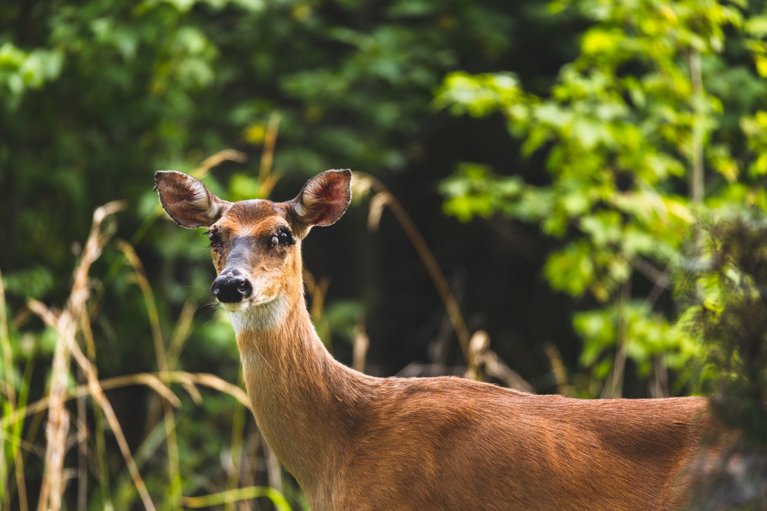 ticks on deer