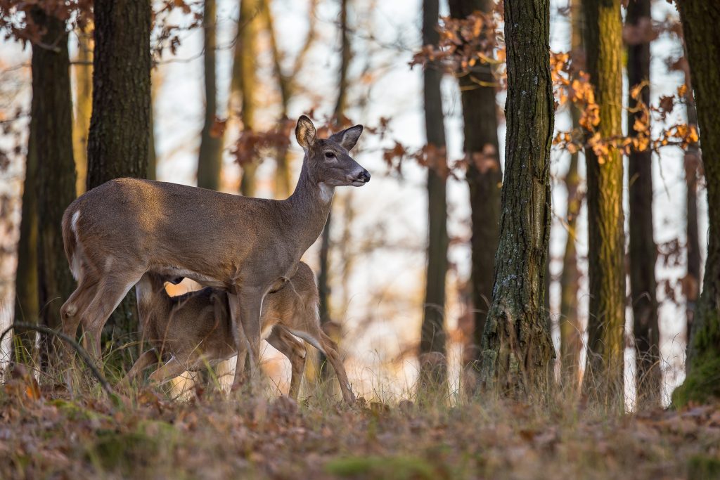 doe with yearling