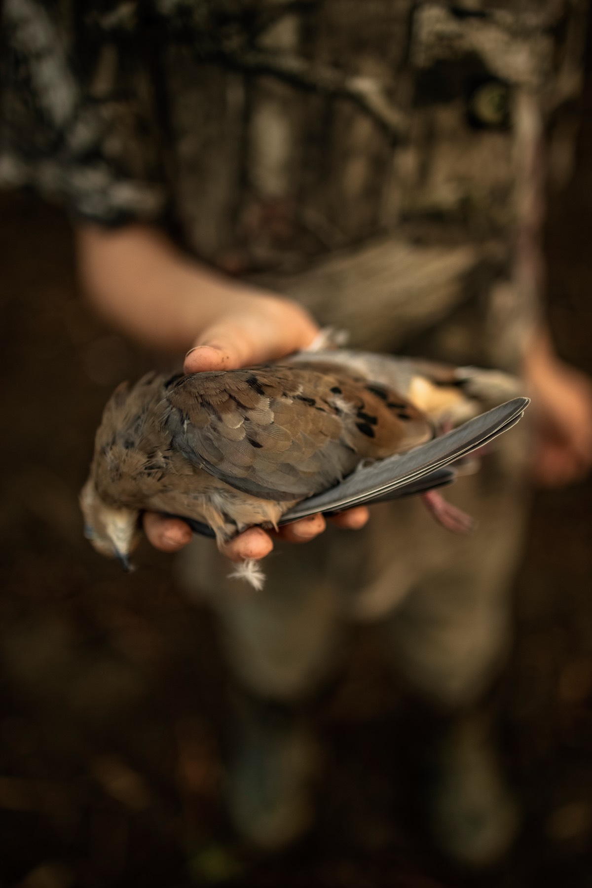 dove hunting