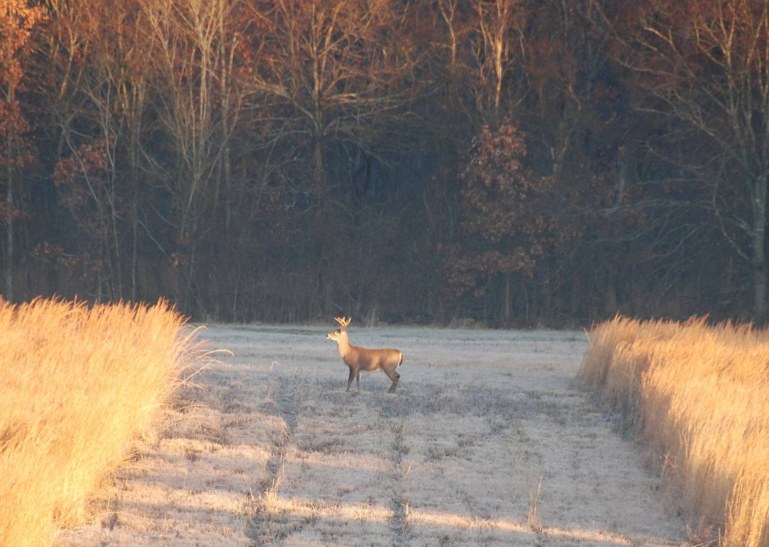 far away buck