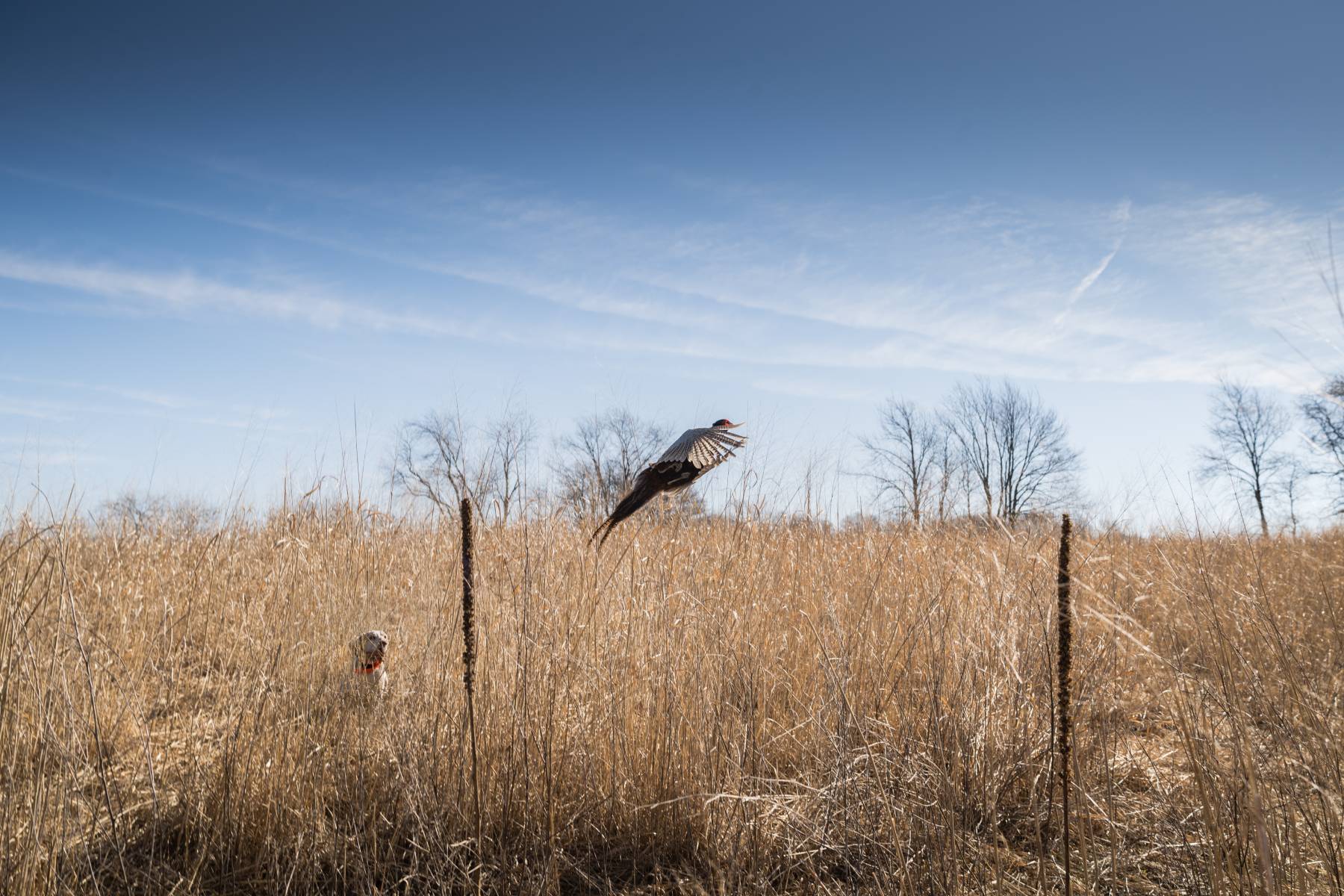 pheasant