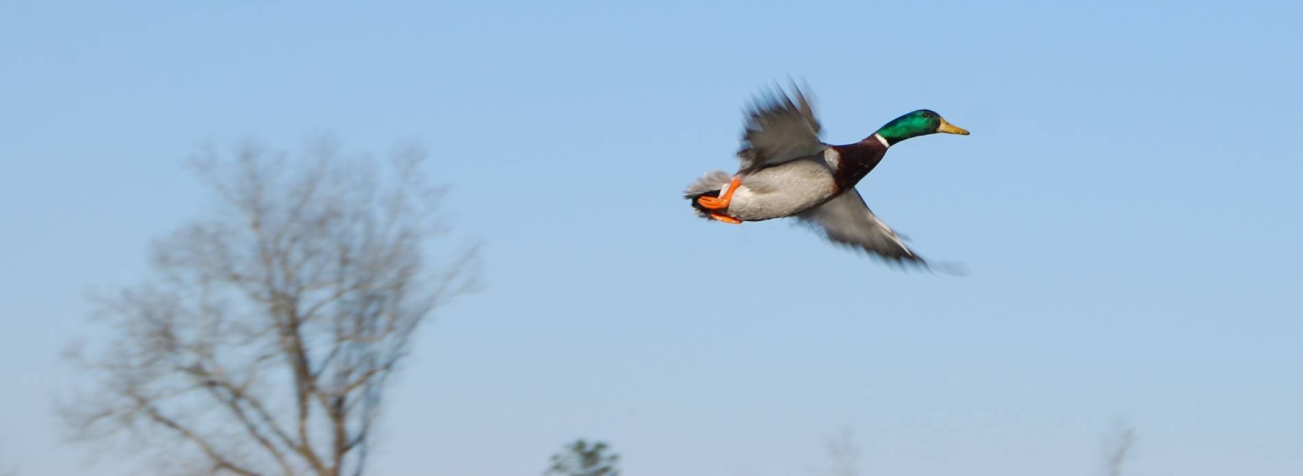 greenhead mallard