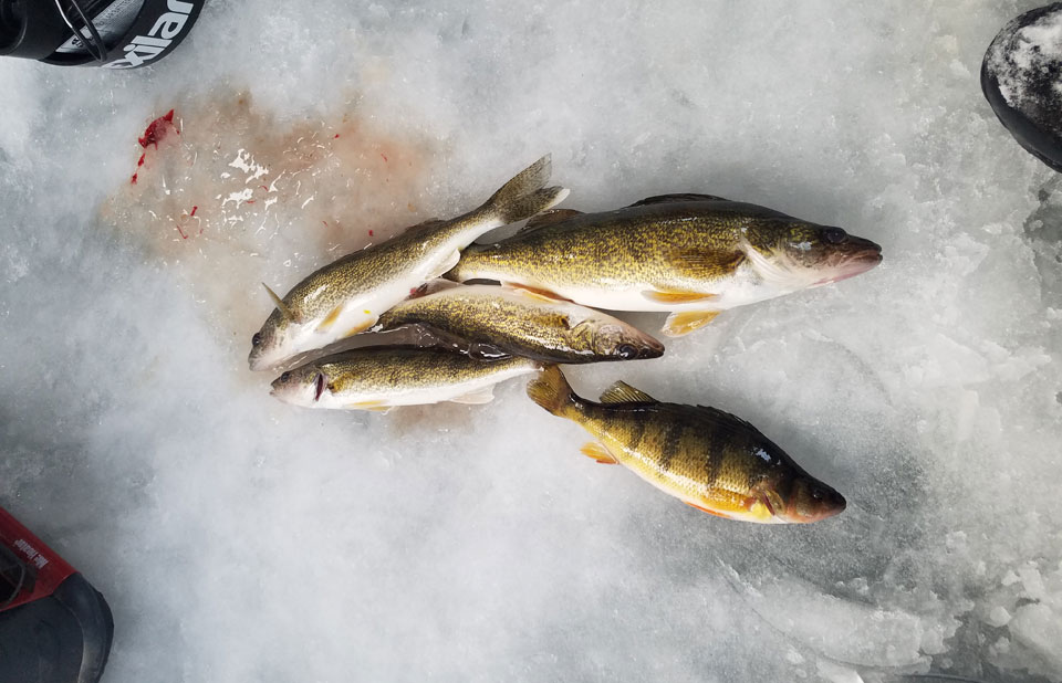 Early Ice Fishing Walleye Tactics Now