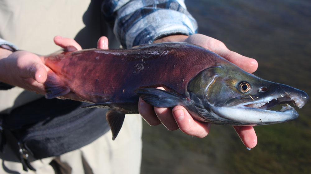 Best Lures and Techniques to Catch Coho Salmon in Oregon