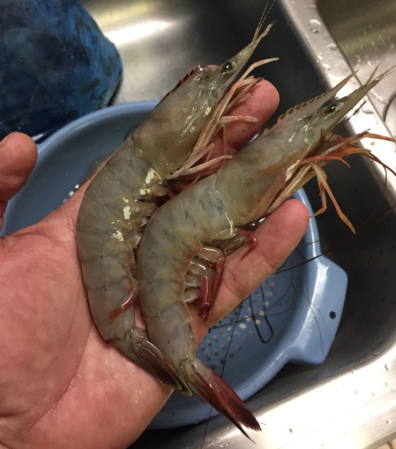 live shrimp
