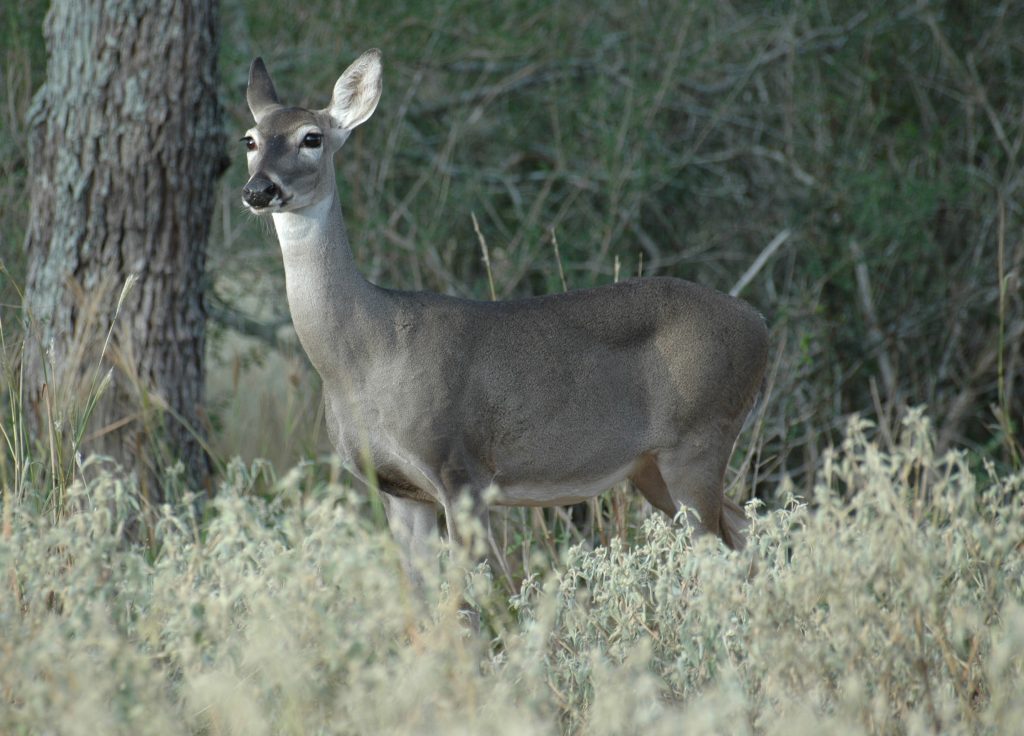 doe in field