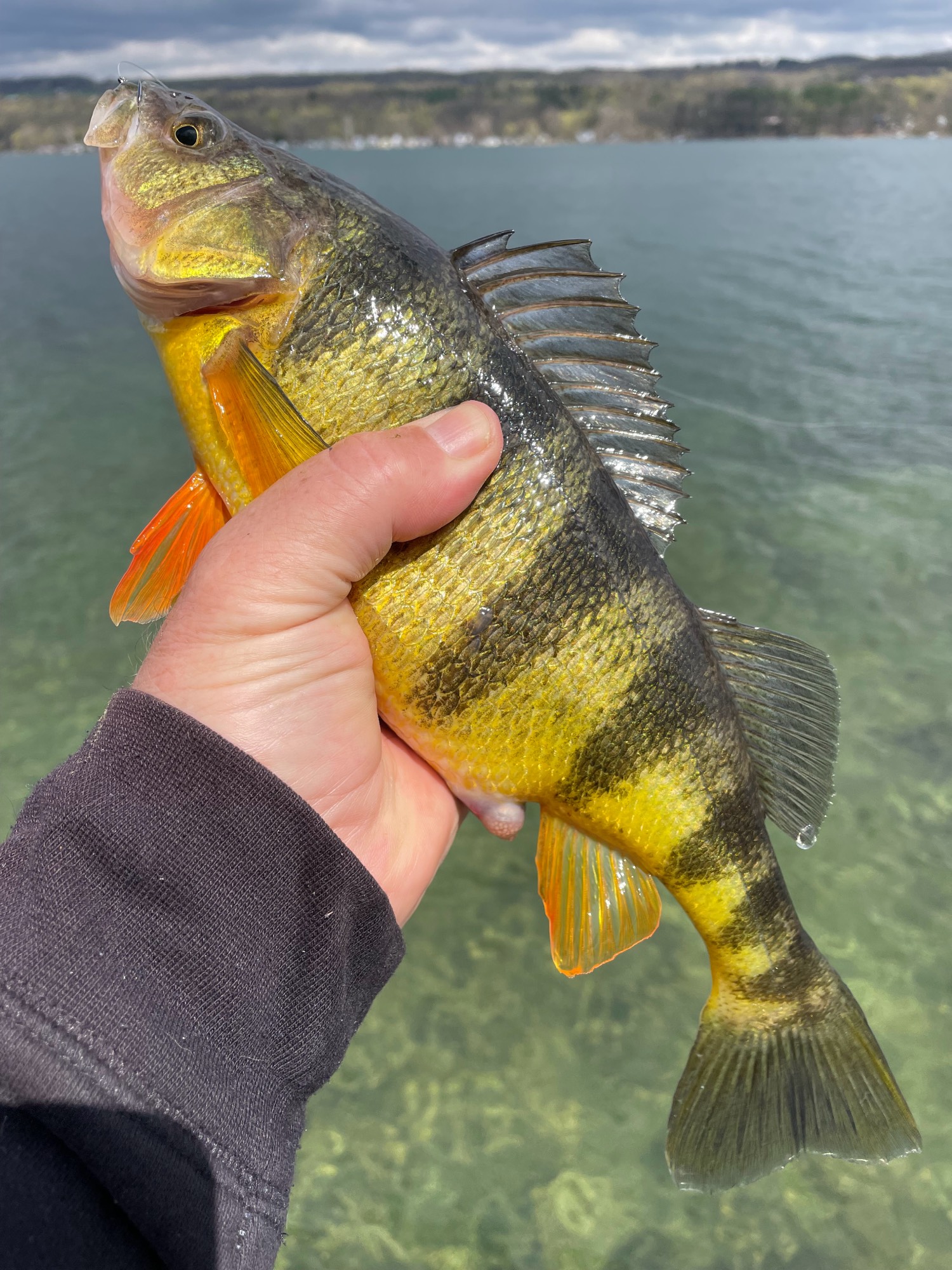 Yellow Perch Fishing: Simple Techniques and Tips - Best Fishing in