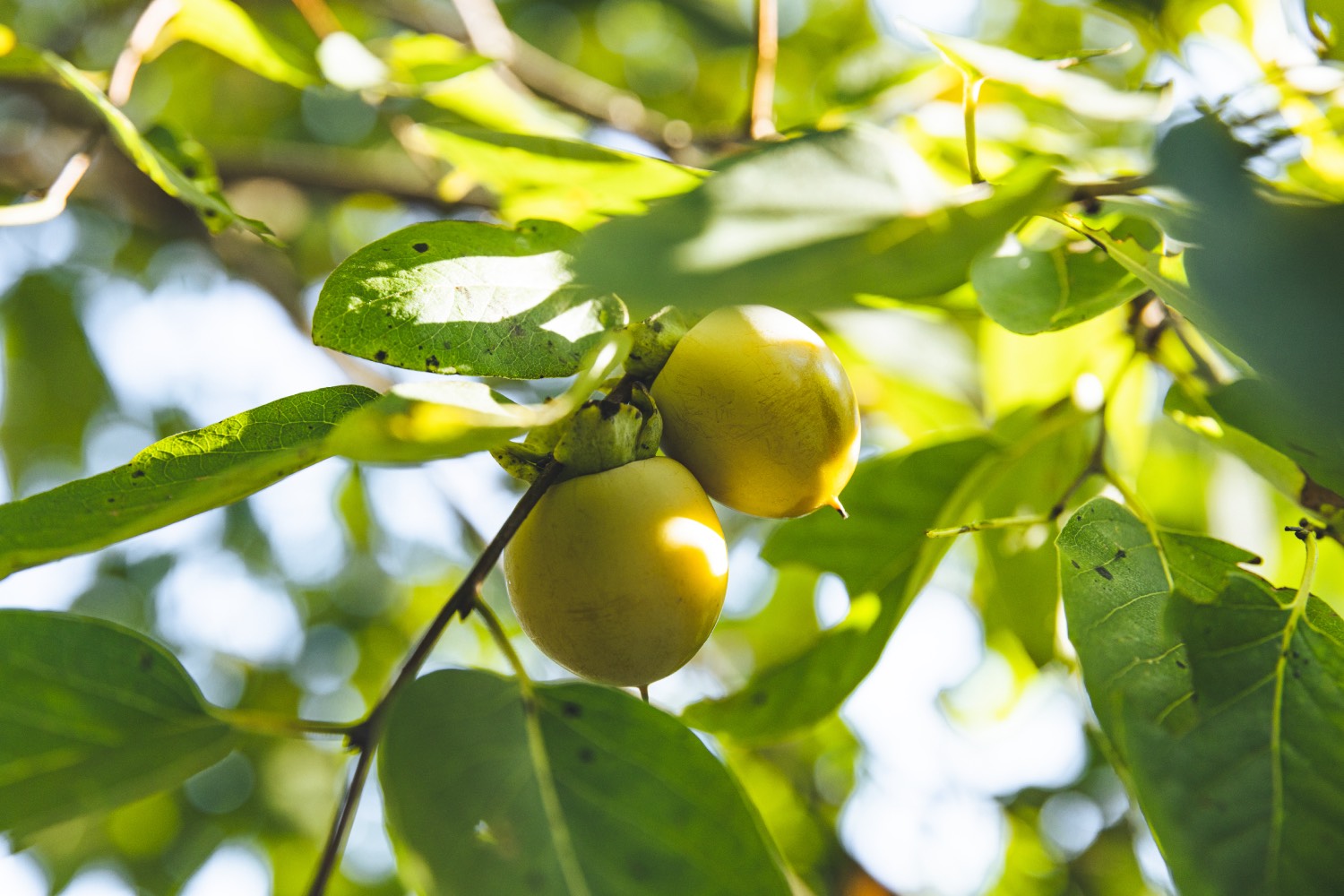 persimmon fruit