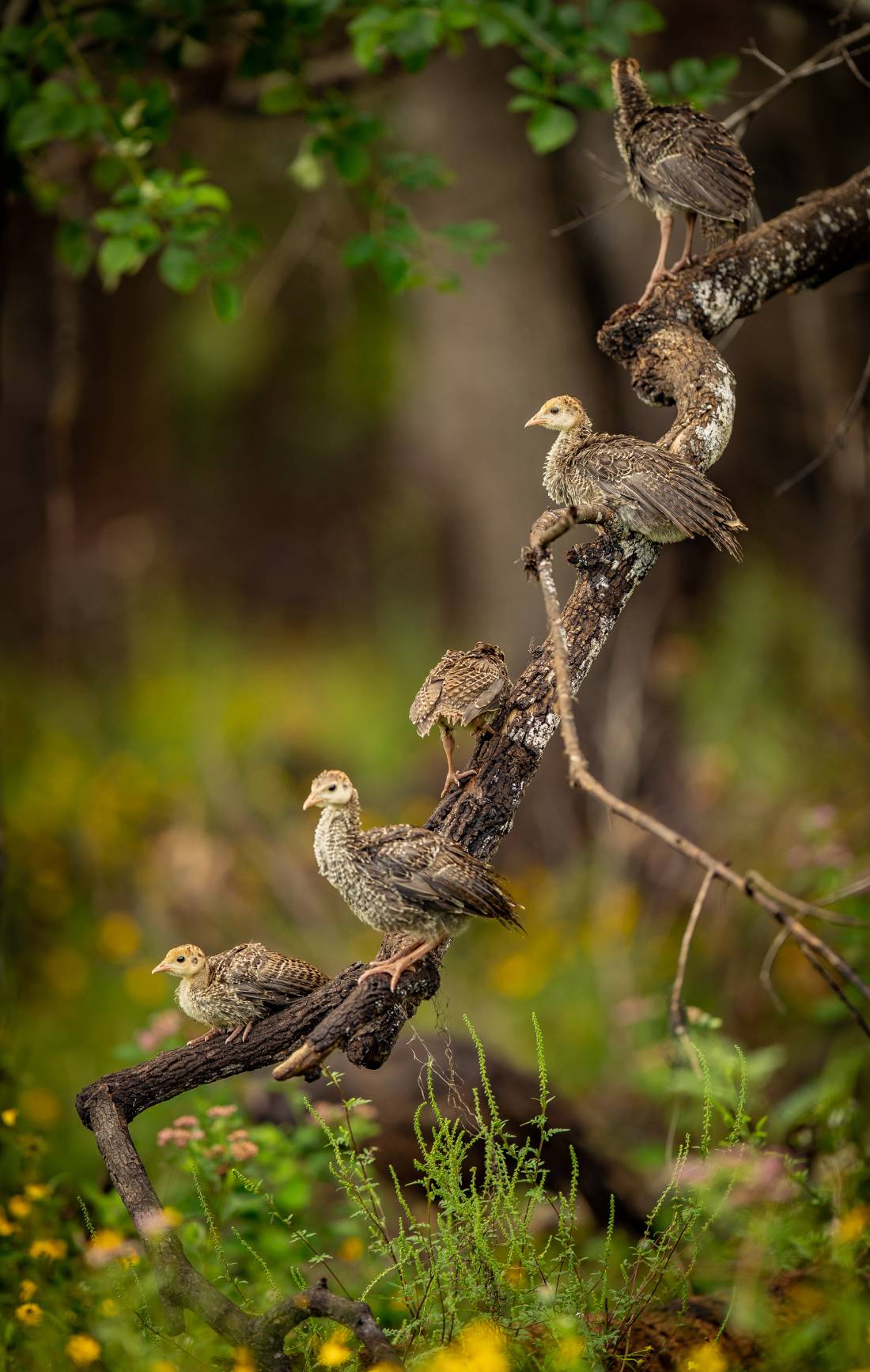 poults on a branch