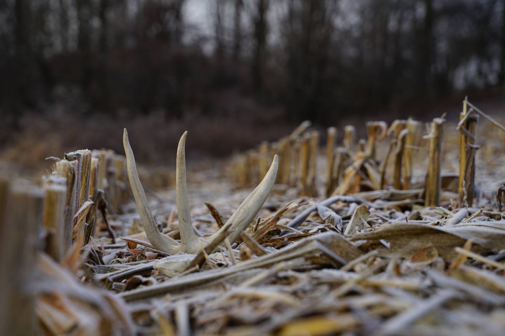 shed hunting